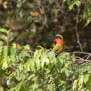 Red-throated bee-eater