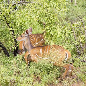 Bushbuck