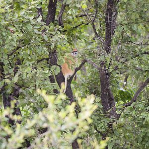 Patas monkey