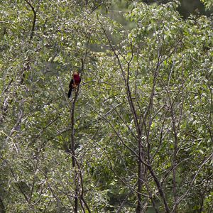 Bearded barbet