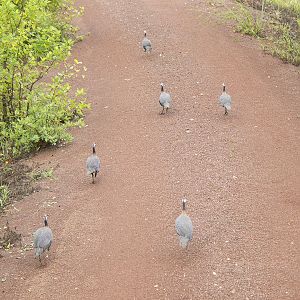 Helmeted guineafowl