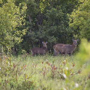 Defassa waterbuck