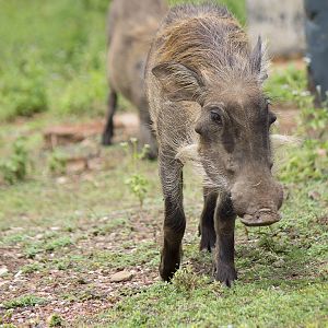 Common warthog