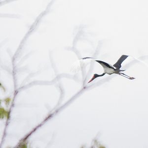 Saddle-billed stork