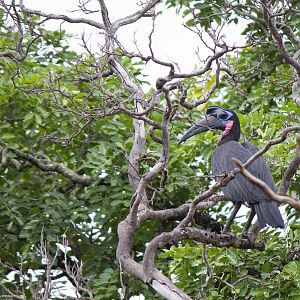 Abyssinian ground hornbill