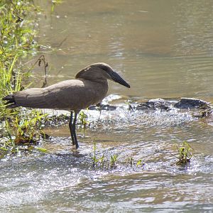 Hamerkop