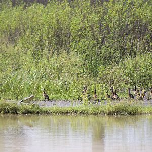 Nile crocodile and White-faced whistling duck