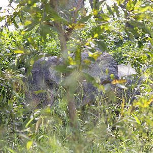 African bush elephant