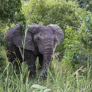 African bush elephant