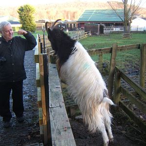 27/12/2016 You are kidding you are not a Bongo!!!