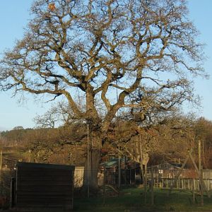 27/12/2016 View of Lar Gibbon enclosure