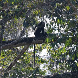 Angolan Pied Colobus