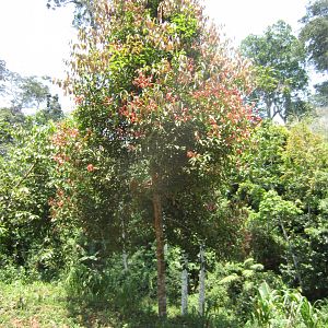 Cinnamon Tree
