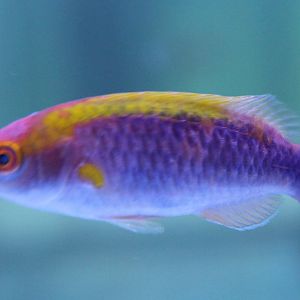 Lubbock wrasse - Cirrhilabrus lubbocki