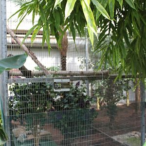 Enclosure Common marmoset