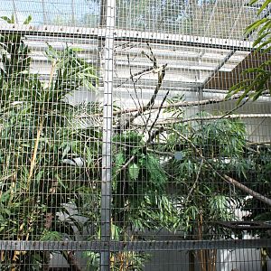 Enclosure Common marmoset