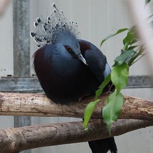 Victoria crowned pigeon
