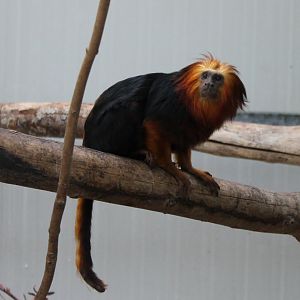 Golden-headed lion-tamarin