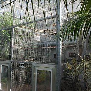 Aviary Black-necked aracari