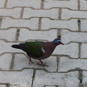 Emerald dove