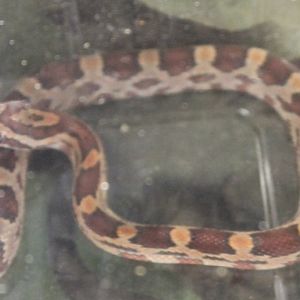 Panterophis guttatus