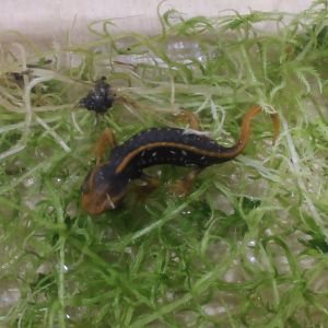 Tylototriton shanjing