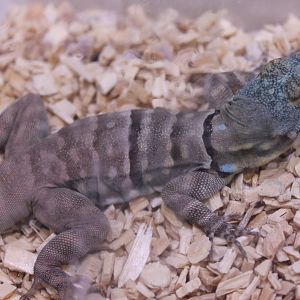 Petrosaurus thalassinus