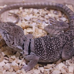 Crotaphytus collaris