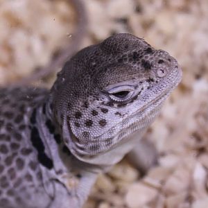 Crotaphytus collaris