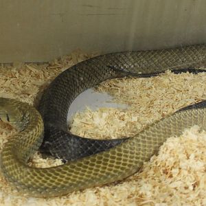 Drymarchon melanurus