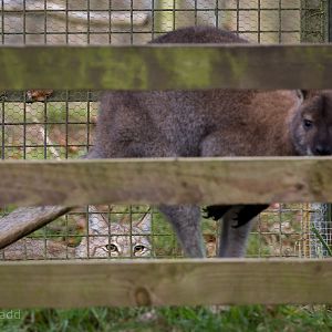 Northern lynx; red-necked wallaby : Whipsnade : 28 Jan 2017