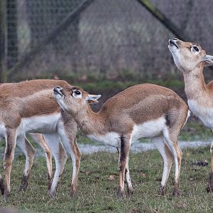 Blackbuck : Whipsnade : 28 Jan 2017