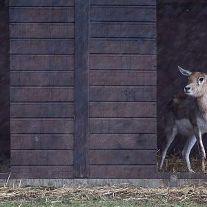 Blackbuck : Whipsnade : 28 Jan 2017