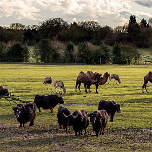 Passage through Asia (view) : Whipsnade : 28 Jan 2017