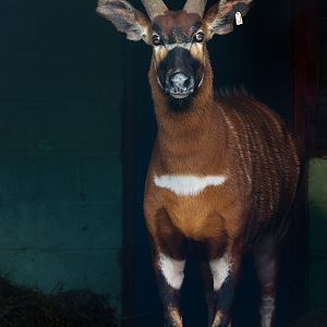 Eastern bongo : Whipsnade : 28 Jan 2017