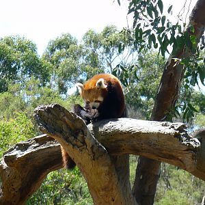 Halls Gap Zoo