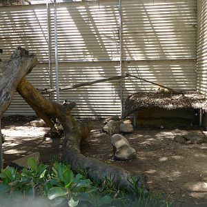 Halls Gap Zoo - Fennec Fox enclosure