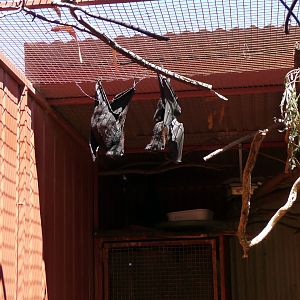 Halls Gap Zoo - Black Flying Foxes