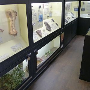 Halls gap zoo - Reptile/Fossel house