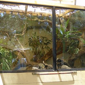 Halls Gap Zoo - miniture marmoset enclosure