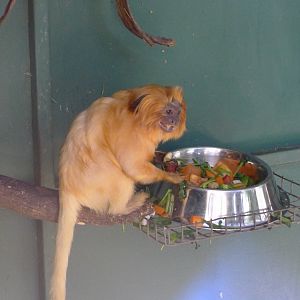 Halls Gap Zoo - Golden Lion Tamarin