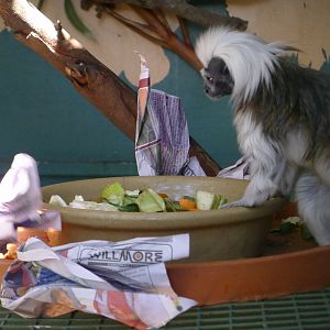 Halls Gap Zoo - Cotton top marmoset