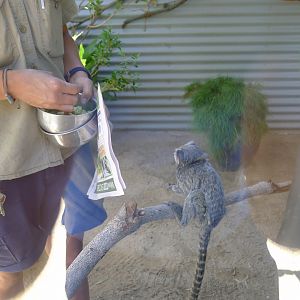 Halls Gap Zoo - keeper with common marmoset