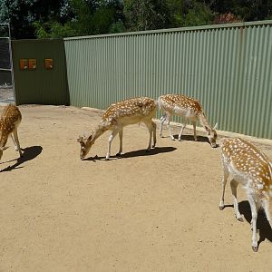 Halls Gap Zoo - Fallow deer