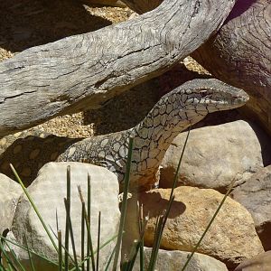 Halls Gap Zoo - lace moniter