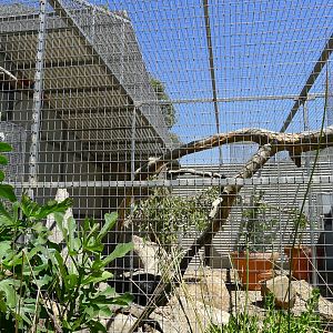 Halls Gap Zoo - Scarlet Macaw avairy