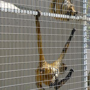 Halls Gap Zoo - Spider Monkeys
