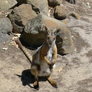 Halls Gap Zoo - rock wallaby