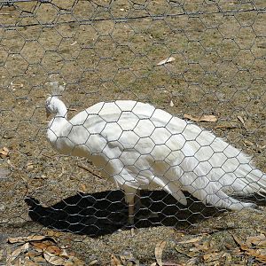 Halls Gap Zoo - White Peacock