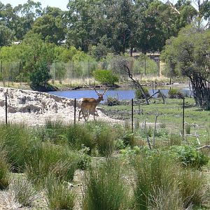 Halls Gap Zoo - Elk stag